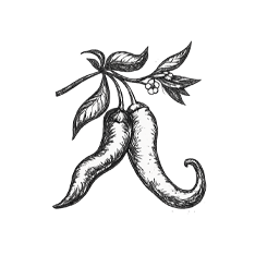 Botanical-style illustration of berbere chili peppers used in traditional Eritrean and Ethiopian cooking.